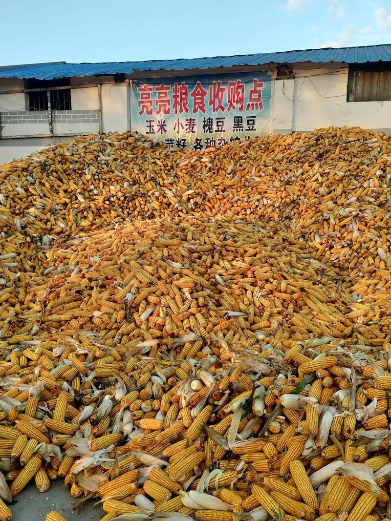 大豆收购